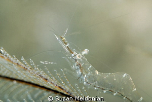 Glassy shrimp about 3 cm. Taken with 105mm & 10x subsee by Suzan Meldonian 